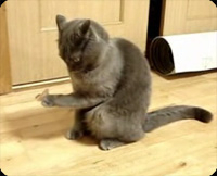 猫