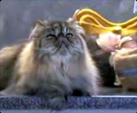 ǭ�Хå�