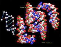 DNA