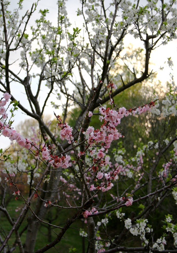 平岡公園梅林-8