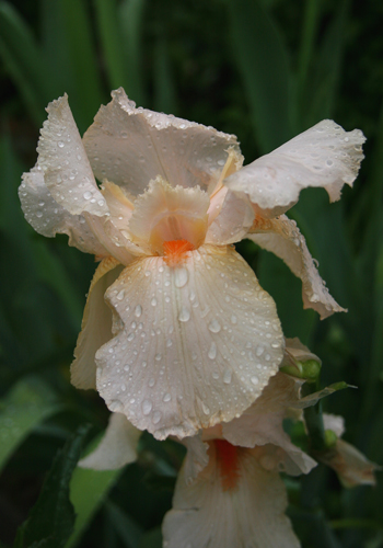 菖蒲P
