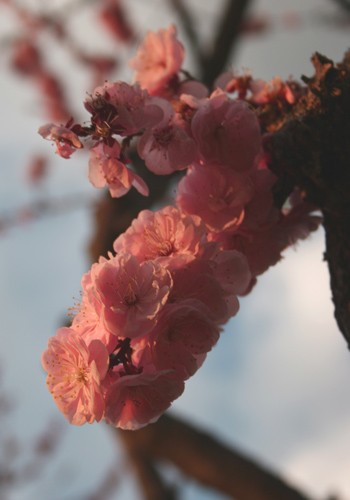 平岡公園梅林-6