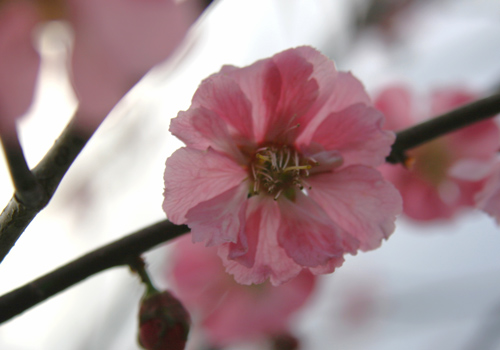 平岡公園梅林-5