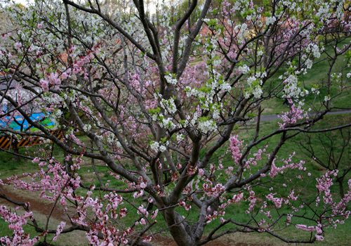平岡公園梅林-7