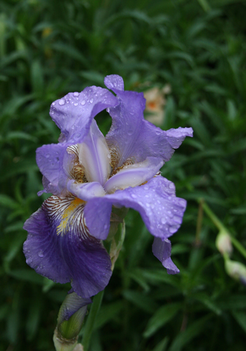 菖蒲薄紫