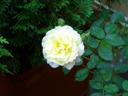 Rosa gigantea