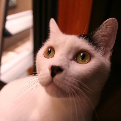 Kuhkatze.N