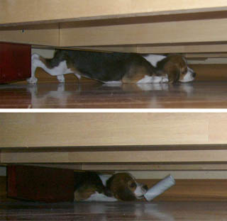 �٥åɤβ�