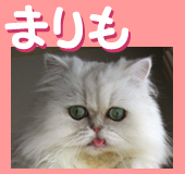 �ޤ��Ǥ���