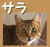 ����ǡ�����