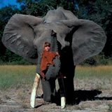 tippi