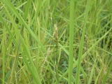 ino4