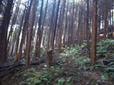 かんばつ１