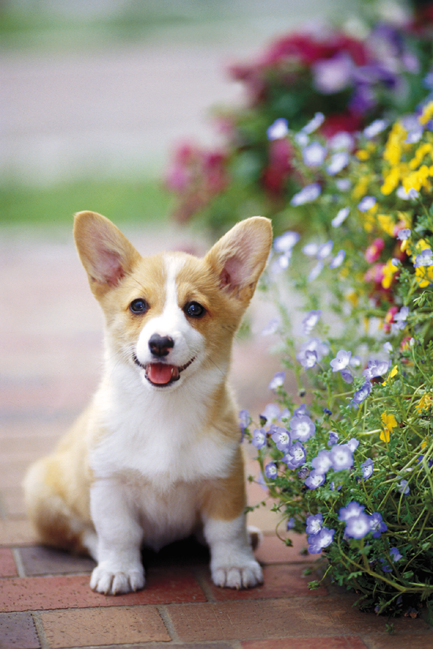 ウェルシュコーギー ブリーダー ペットショップウィズ 可愛い犬 癒し系 画像大全集 Naver まとめ