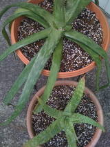 24aa5545.JPG