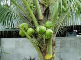 palm