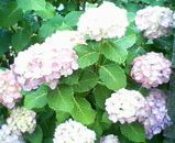 紫陽花複