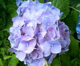 紫陽花