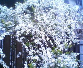 雪柳