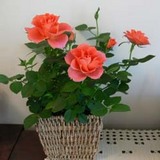 薔薇赤