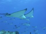 魚