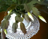 植木