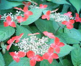山紫陽花