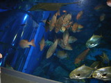水族館2