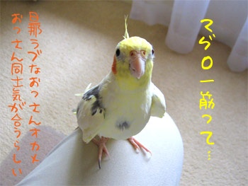 マグロ一筋