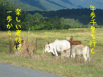 牛歩千里を行く