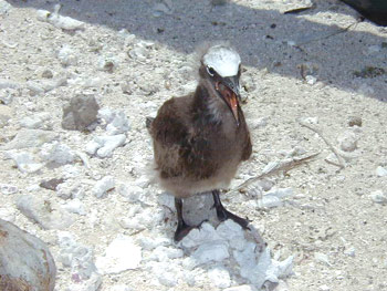 野鳥のヒナ