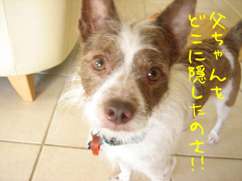 父ちゃんはどこ