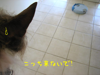 スキップとスクーバ3