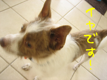 イヤです!