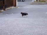 neco1
