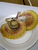 hiougi-gai-hiraki