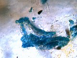�Ĥ�����