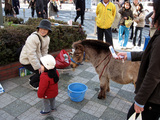 ミニチュアホース