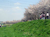 PJで掲載できなかったお花見の写真