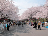 ueno park_cherry blossoms