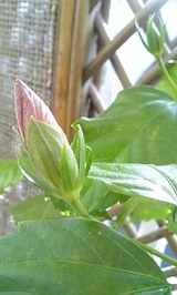 0b36156e.jpg