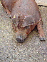 1ab04640.jpg