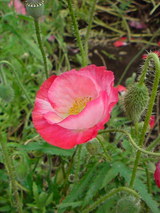 3b7c6161.jpg