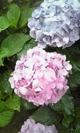 8b2811fb.jpg