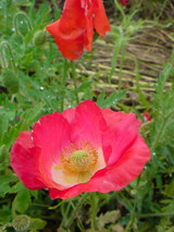8e6cf545.jpg