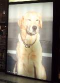 ����˼DOGMIND