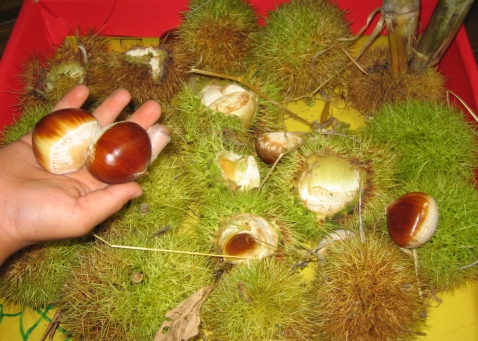 Ȫ�ǤȤ줿����ʷ����ء��ˤá���