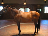 Victory Gallop