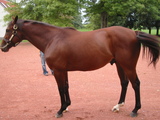 Afleet Alex