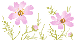 cosmos